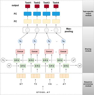 iDNA-MT: Identification DNA Modification Sites in Multiple Species by Using Multi-Task Learning Based a Neural Network Tool